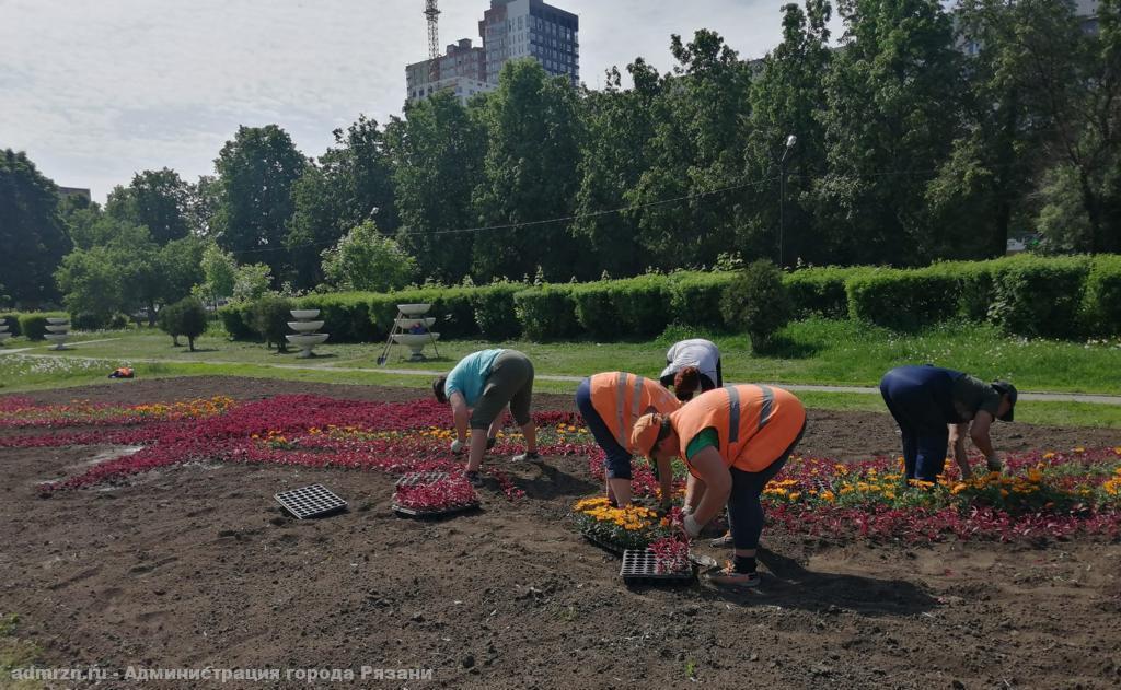 В Рязани продолжают украшать городские улицы бархатцами, колеусами и розовой бегонией