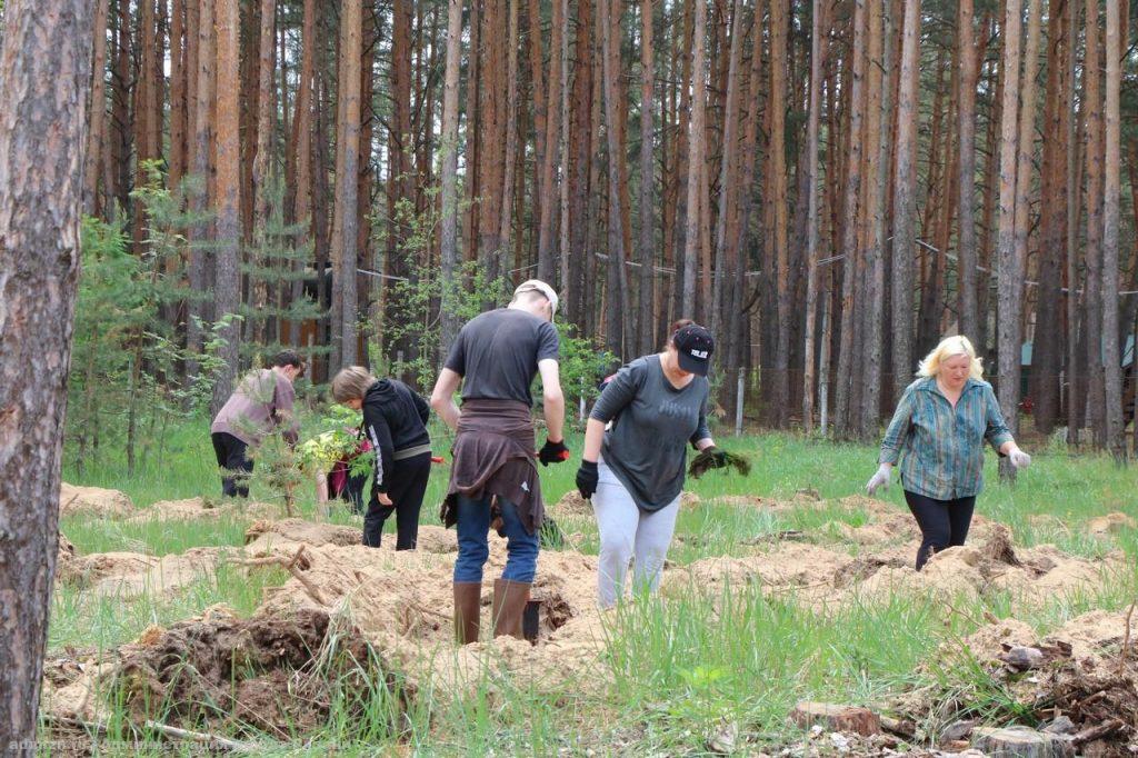 В лесу возле рязанской Солотчи высадили свыше 1000 новых сосен