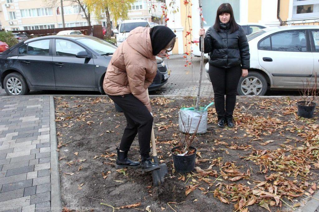 31 октября в рязанском Педагогическом сквере высадили 26 молодых саженцев
