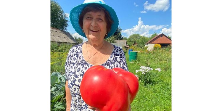 Жительница рязанского Старожилова вырастила на грядке гигантский помидор