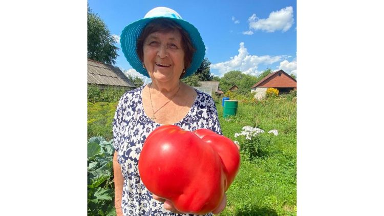 Жительница рязанского Старожилова вырастила на грядке гигантский помидор