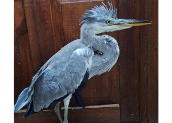 В рязанском Кадоме местная жительница спасла птенца цапли В рязанском Кадоме местная жительница спасла птенца цапли