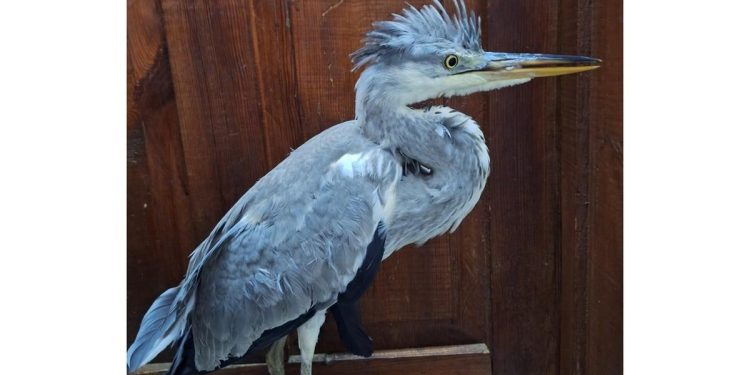 В рязанском Кадоме местная жительница спасла птенца цапли В рязанском Кадоме местная жительница спасла птенца цапли