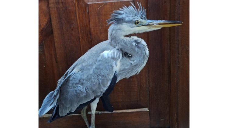 В рязанском Кадоме местная жительница спасла птенца цапли