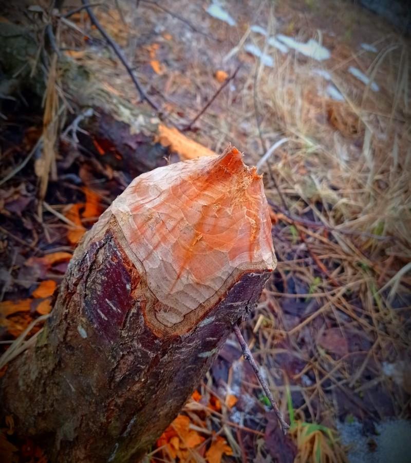 В Кадомском районе на одном из озер местные жители заметили семейство бобров