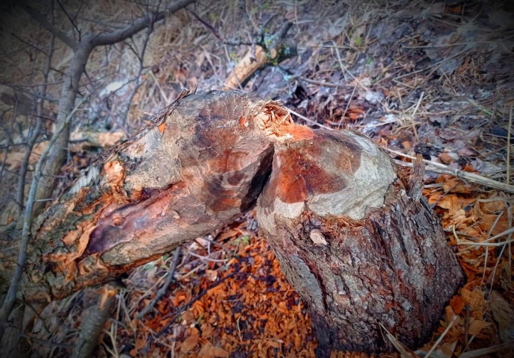 В Кадомском районе на одном из озер местные жители заметили семейство бобров