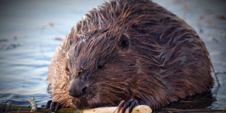 В Кадомском районе на одном из озер местные жители заметили семейство бобров