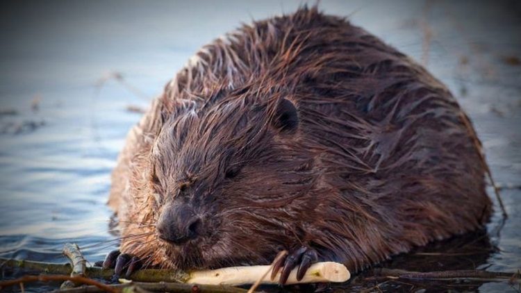 В Кадомском районе на одном из озер местные жители заметили семейство бобров