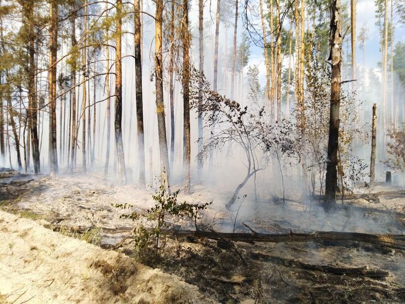 В Кадомском районе произошел лесной пожар