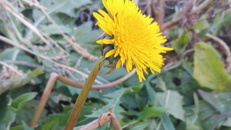 В рязанских Спас-Клепиках в ноябре зацвели одуванчики