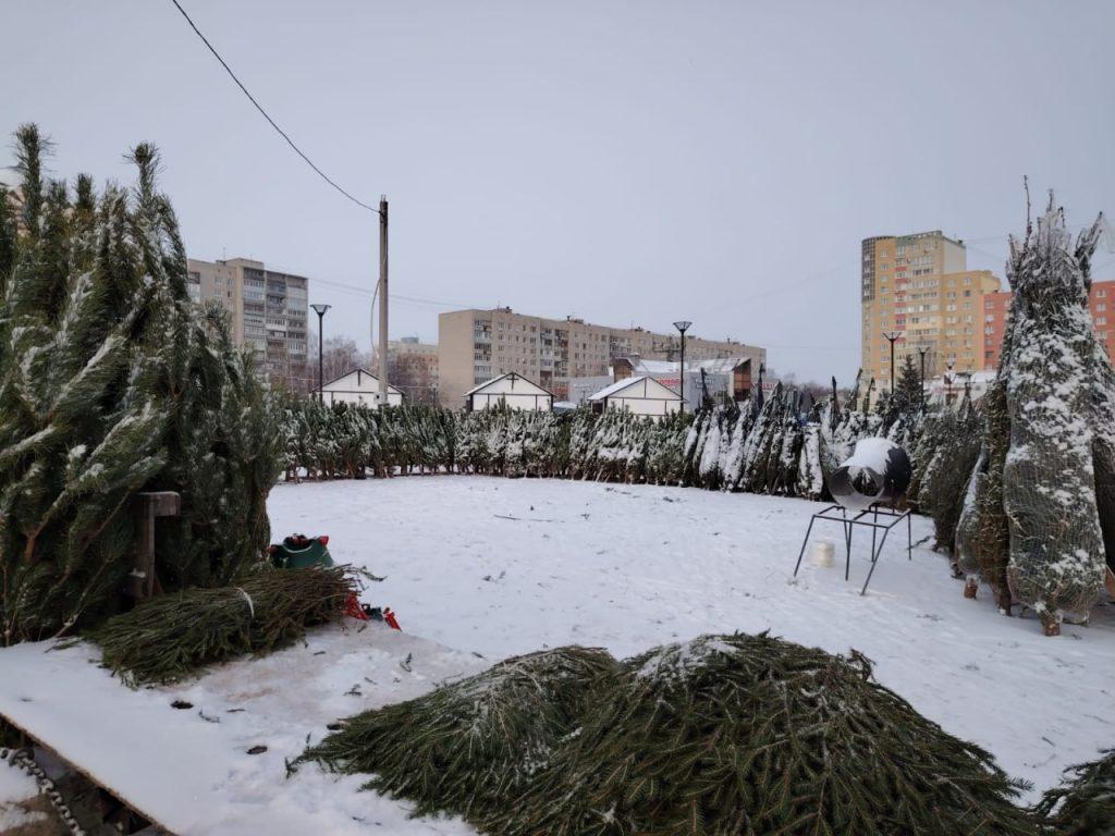 В Рязани начали работать ёлочные базары