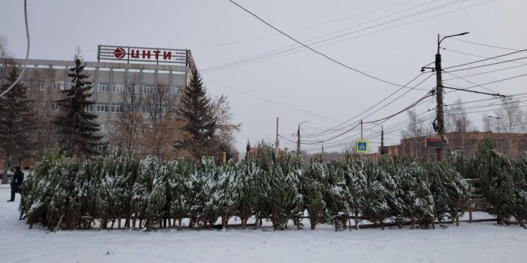 В Рязани начали работать ёлочные базары В Рязани начали работать ёлочные базары