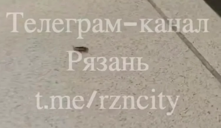 Горожане пожаловались на тараканов в рязанском продуктовом магазине
