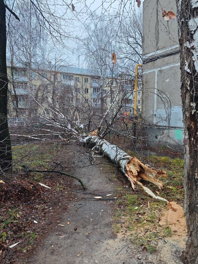 В рязанской Горроще ураган повалил деревья