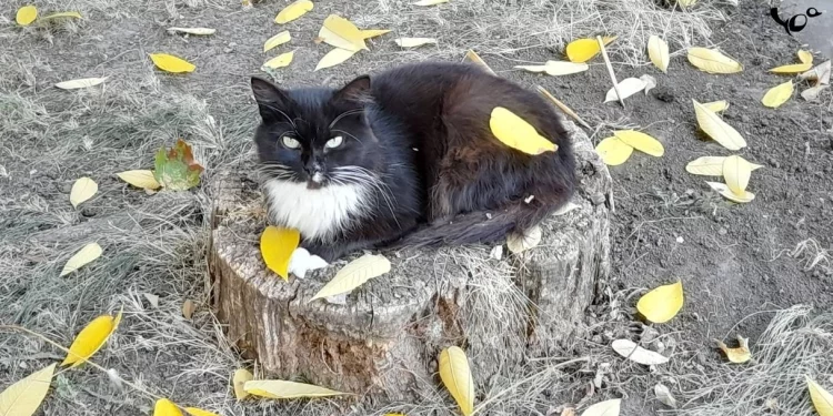 22 сентября в Рязанской области похолодает до +18 градусов