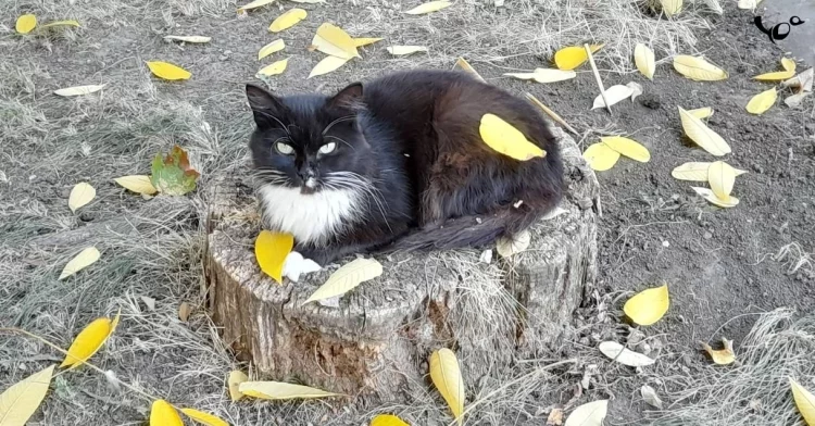 22 сентября в Рязанской области похолодает до +18 градусов