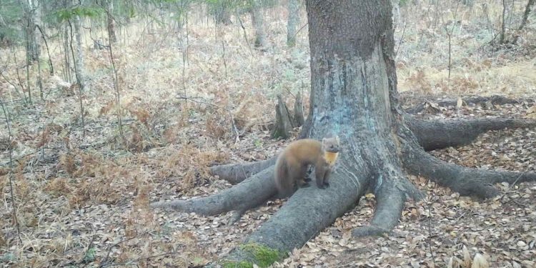 В рязанском Окском заповеднике у чесалки для кабанов засняли лесную куницу В рязанском Окском заповеднике у чесалки для кабанов засняли лесную куницу