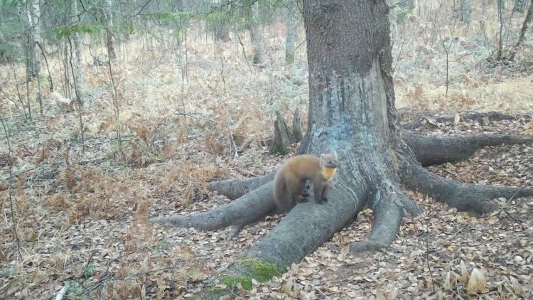 В рязанском Окском заповеднике у чесалки для кабанов засняли лесную куницу