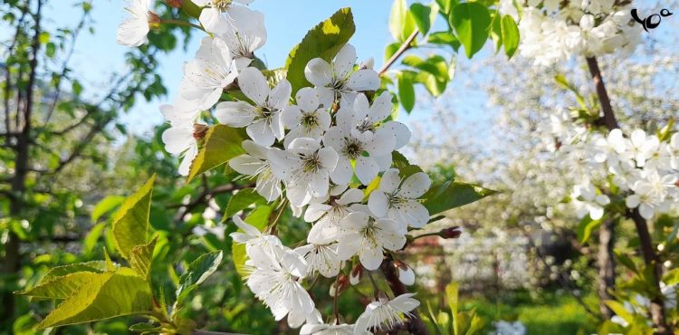 Метеоролог Вильфанд: в выходные дни в Центральной России потеплеет