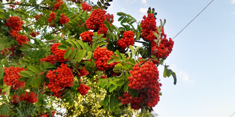 Во вторник в Рязанской области резко похолодает до +21 градуса Во вторник в Рязанской области резко похолодает до +21 градуса