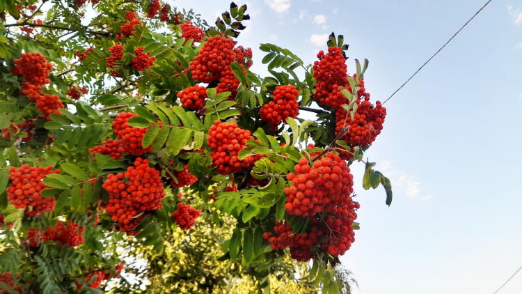 Во вторник в Рязанской области резко похолодает до +21 градуса