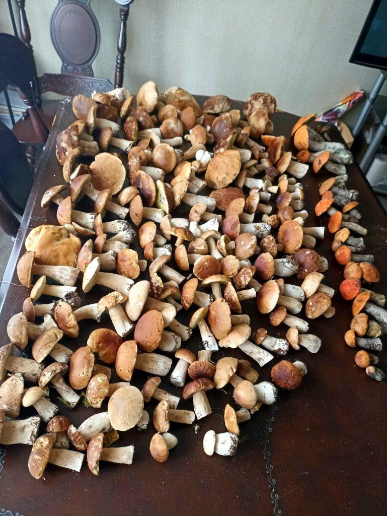 Рязанские грибники продолжают делиться фото из мест тихой охоты