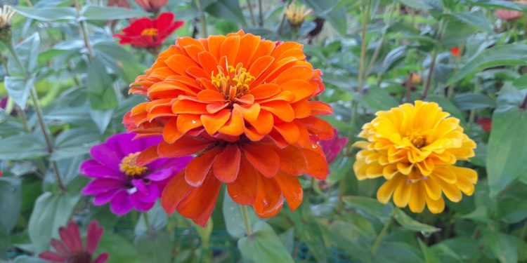 Во вторник в Рязанской области ожидается до +24 градусов