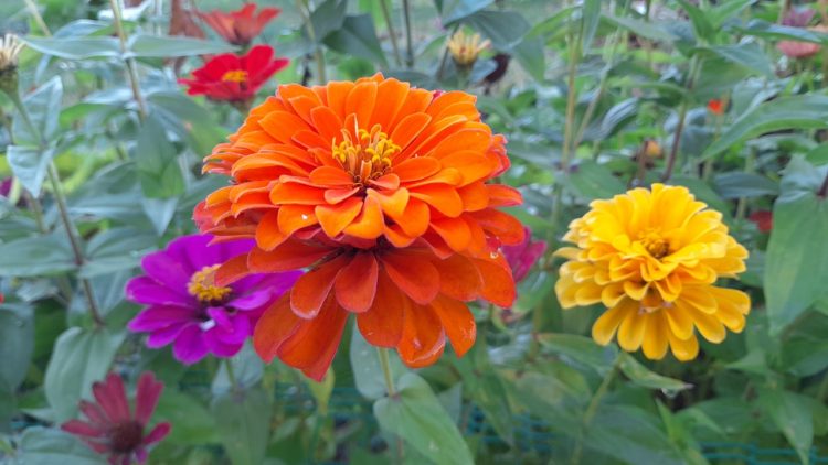 Во вторник в Рязанской области ожидается до +24 градусов