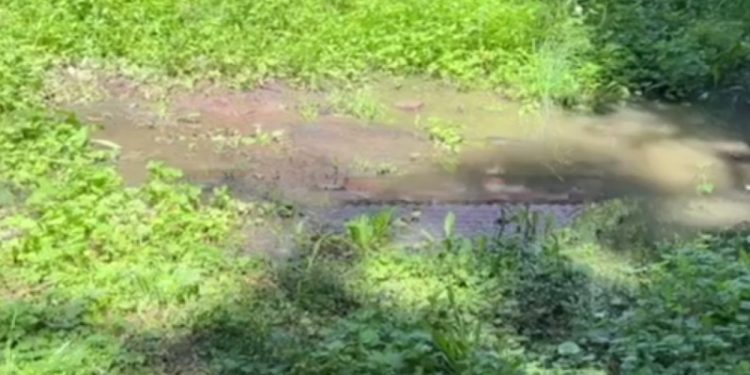 Канализационные стоки начали затапливать ЦПКиО в Рязани Канализационные стоки начали затапливать ЦПКиО в Рязани