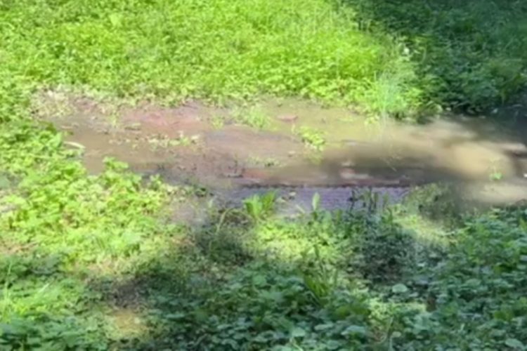 Канализационные стоки начали затапливать ЦПКиО в Рязани