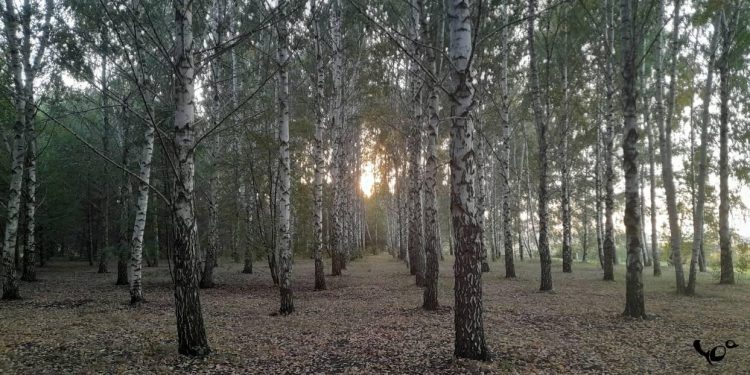 МЧС: до 4 октября в Рязанской области сохранится высокая пожарная опасность