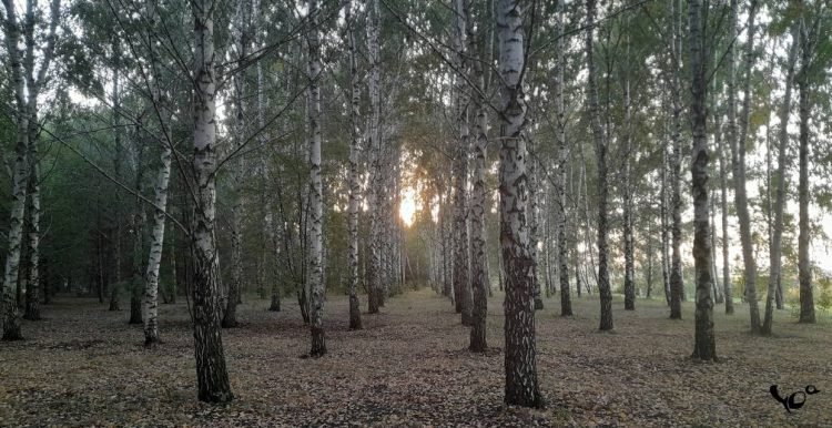 МЧС: до 4 октября в Рязанской области сохранится высокая пожарная опасность