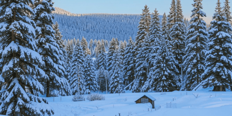 В первый день зимы в Рязанской области ожидается до +3 градусов