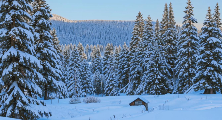 В первый день зимы в Рязанской области ожидается до +3 градусов