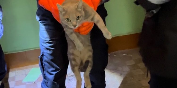 Рязанские спасатели помогли коту, застрявшему между двух стен