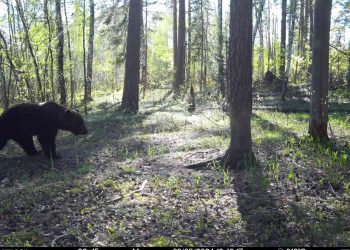 В Окском заповеднике бурый медведь второй раз попался в фотоловушку