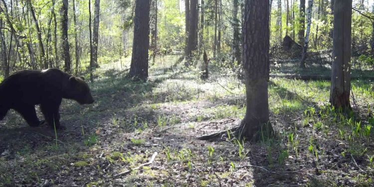 В Окском заповеднике бурый медведь второй раз попался в фотоловушку