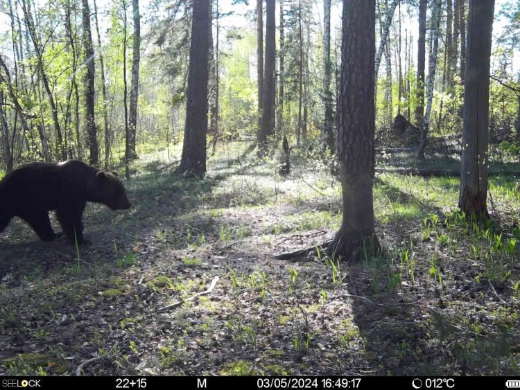 В Окском заповеднике бурый медведь второй раз попался в фотоловушку