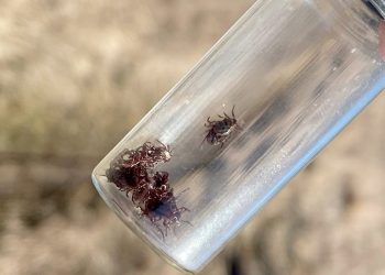 Житель рязанского Новомичуринска собрал более 50 клещей за несколько часов отдыха на природе