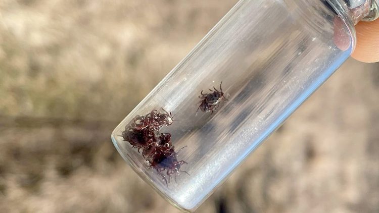 Житель рязанского Новомичуринска собрал более 50 клещей за несколько часов отдыха на природе