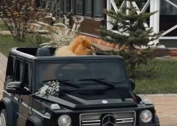 Шпиц стал участником свадебной церемонии в Рязани
