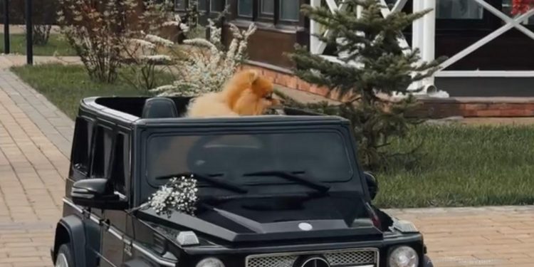 Шпиц стал участником свадебной церемонии в Рязани