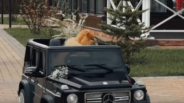 Шпиц стал участником свадебной церемонии в Рязани