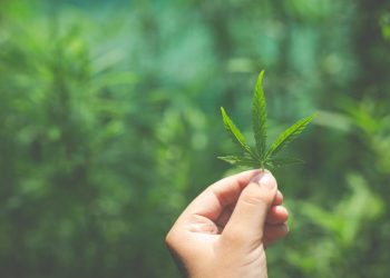 В Рязанской области полиция уничтожила очаги конопли на площади более 2000 «квадратов»