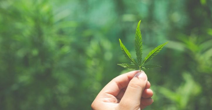 В Рязанской области полиция уничтожила очаги конопли на площади более 2000 «квадратов»