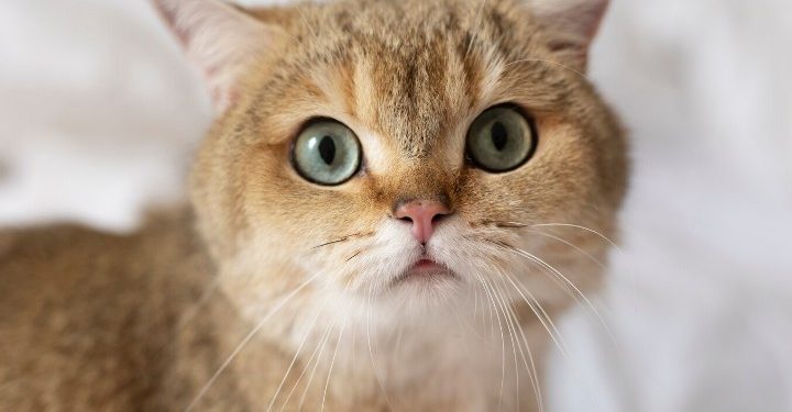 В Рязани спасли застрявшего в оконной раме на пятом этаже кота