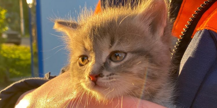 Рязанские волонтеры спасли котенка, застрявшего между стеной и облицовкой здания магазина Рязанские волонтеры спасли котенка, застрявшего между стеной и облицовкой здания магазина