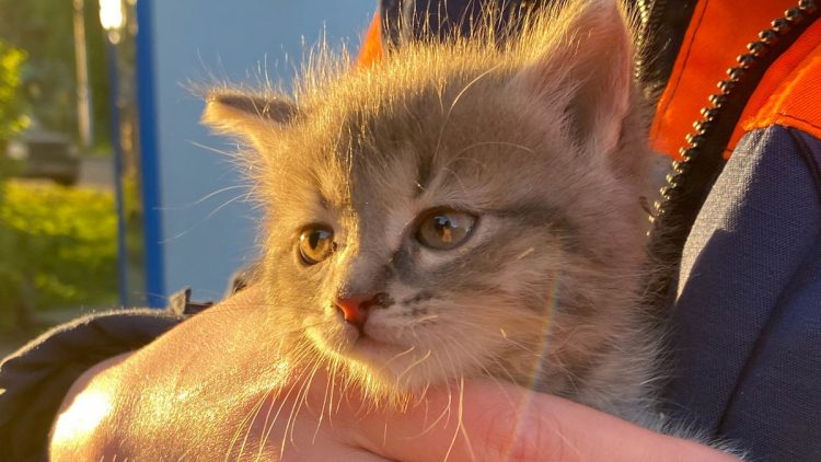 Рязанские волонтеры спасли котенка, застрявшего между стеной и облицовкой здания магазина