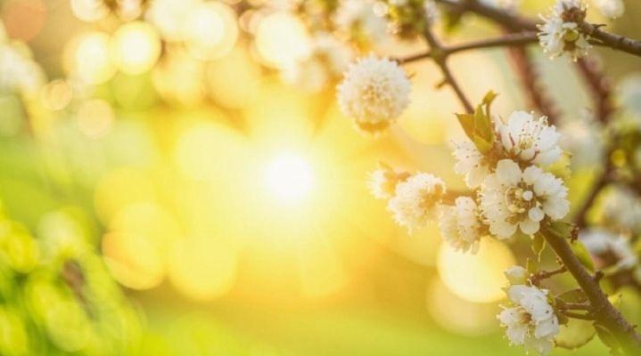 Синоптик Вильфанд назвал апрель в Центральной России уникальным месяцем