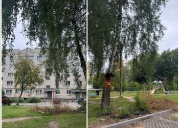 Рязанцы жалуются на дерево в аварийном состоянии, которое не спешат спилить